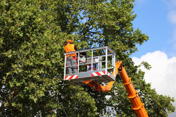 Best Storm Damage Tree Cleanup  in Stacy, MN